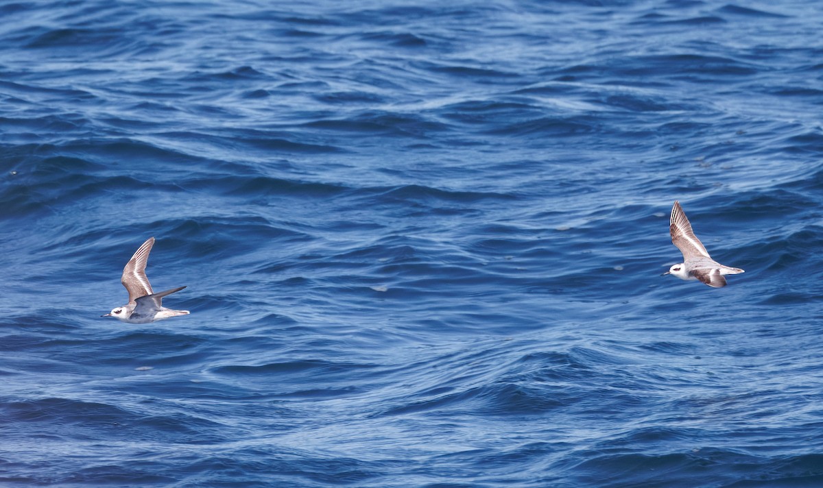 polarsvømmesnipe - ML642387859