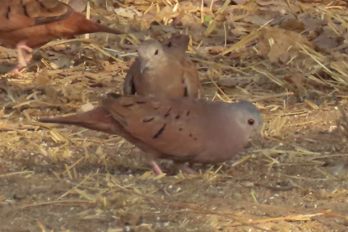 Plain-breasted Ground Dove - ML642387877