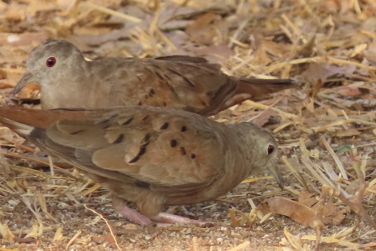 Plain-breasted Ground Dove - ML642387878