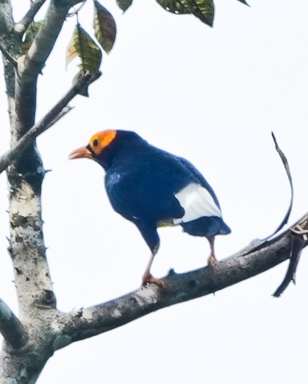 Papuaatzel - ML642387895