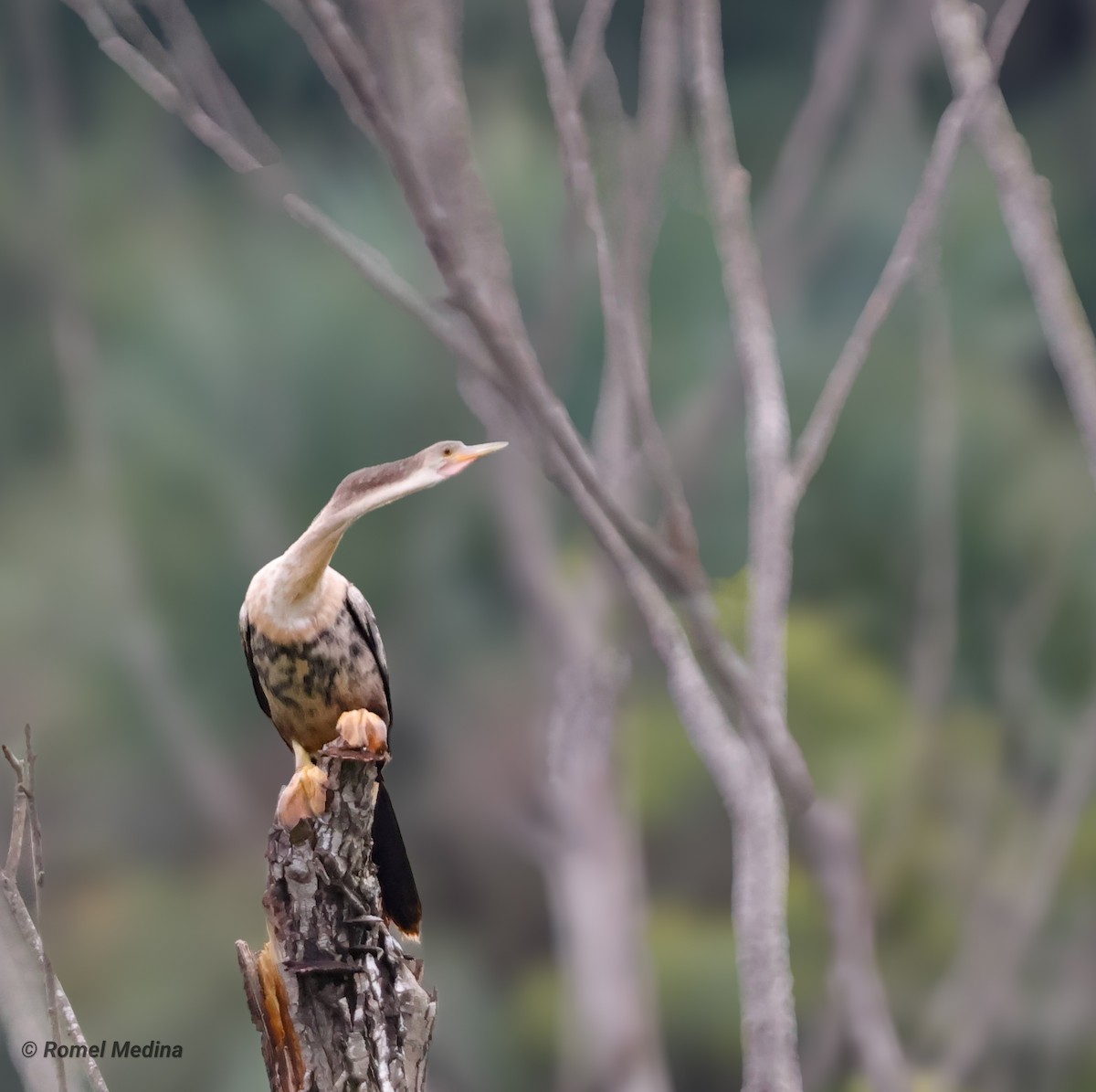 Anhinga amerikarra - ML642387899