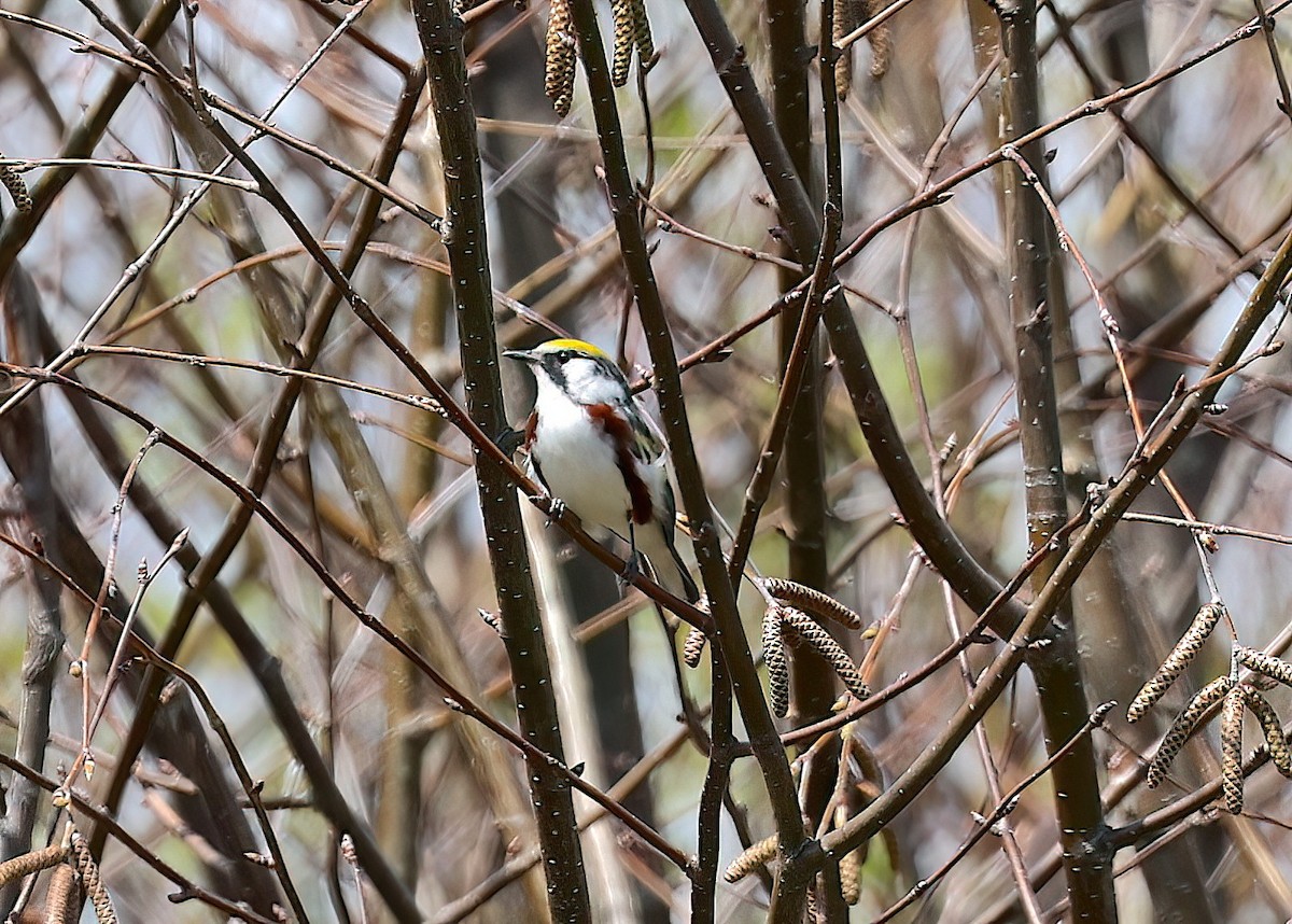 ワキチャアメリカムシクイ - ML642387902