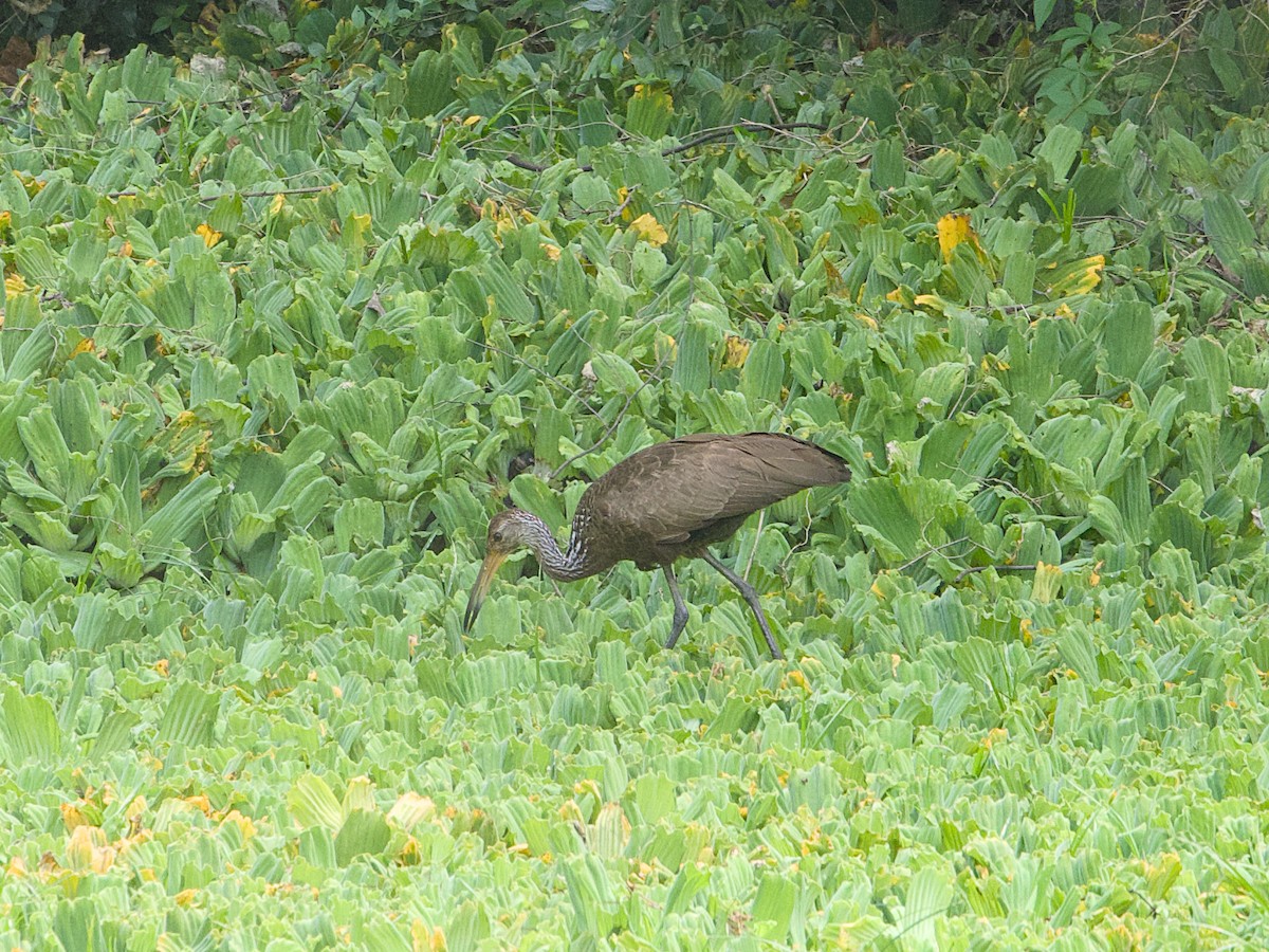 Limpkin - ML642387912