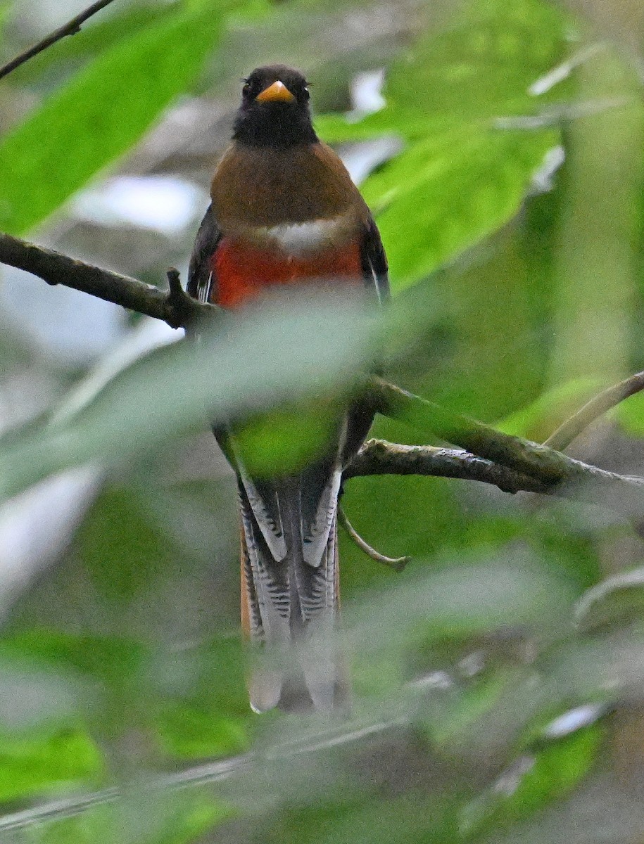Masked Trogon - ML642387920