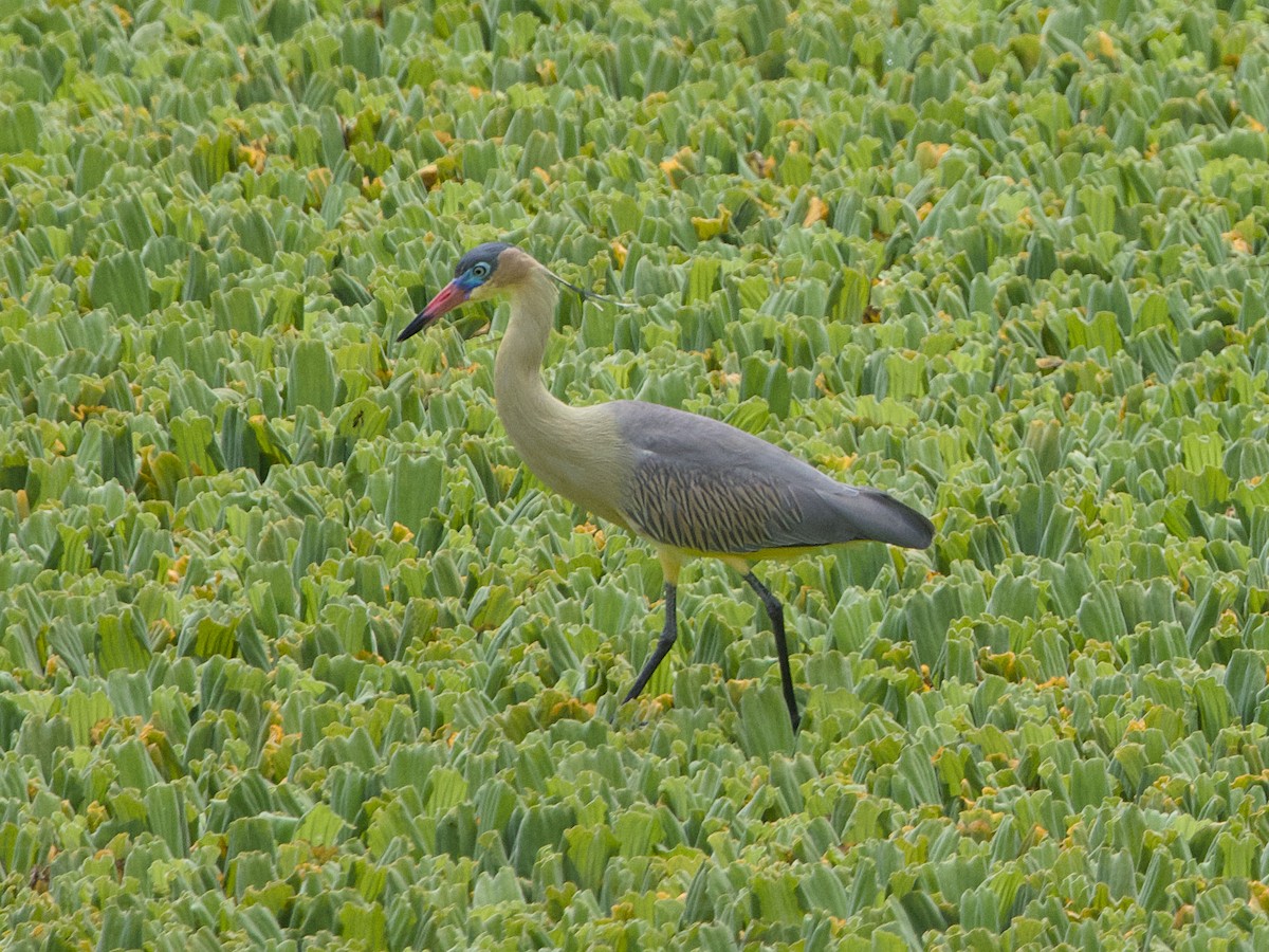 Whistling Heron - ML642387922