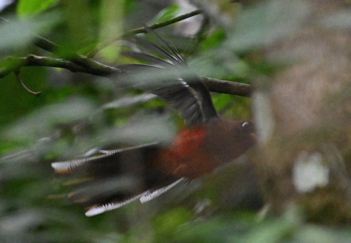 Masked Trogon - ML642387923