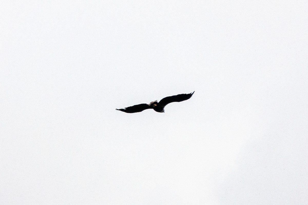 Golden Eagle - ML642387925