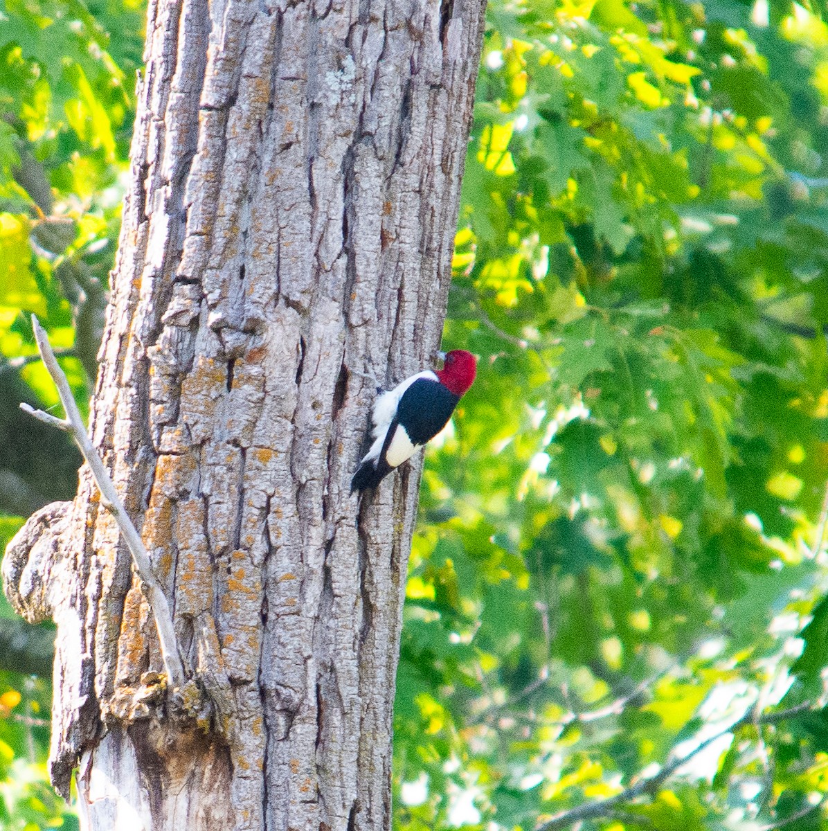 Red-headed Woodpecker - ML642387938