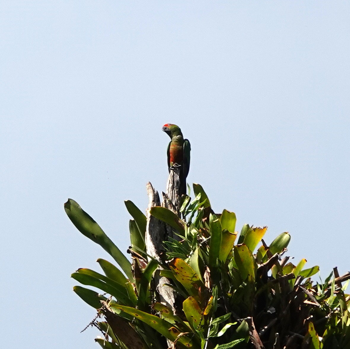 Golden-capped Parakeet - ML642387941