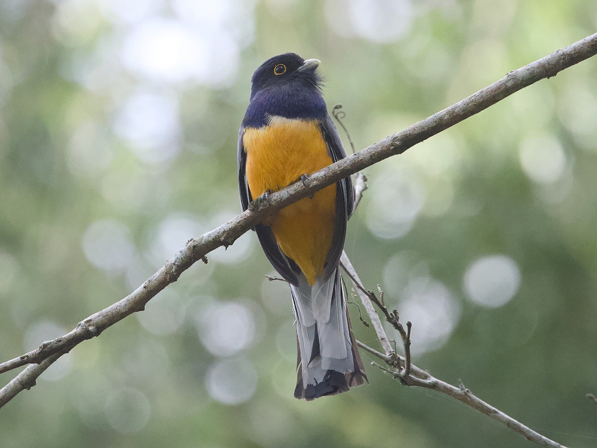 Surucua Trogon (Orange-bellied) - ML642387943