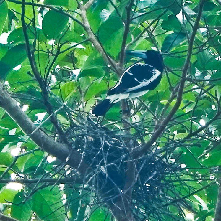 Hooded Butcherbird - ML642387947
