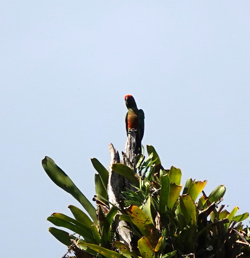 Golden-capped Parakeet - ML642387960