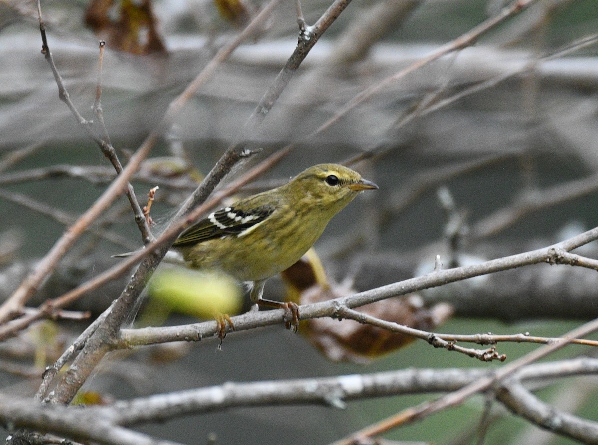 Blackpoll Warbler - ML642387967