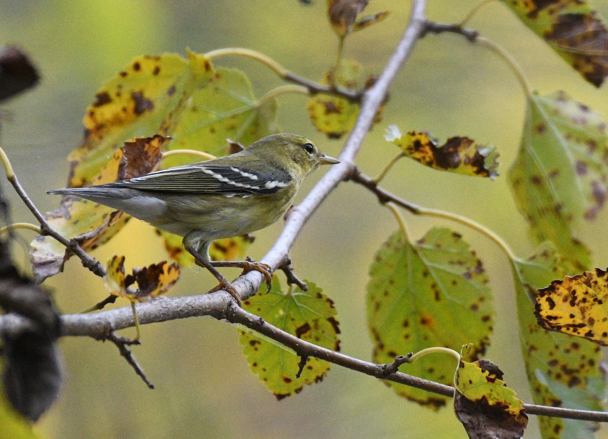 Blackpoll Warbler - ML642387968