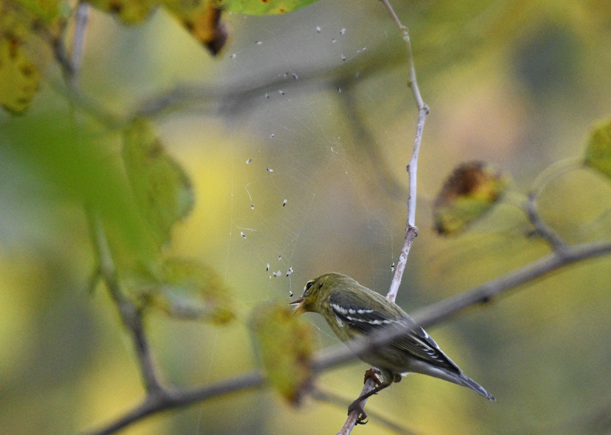 Blackpoll Warbler - ML642387969