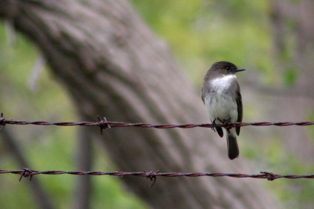 Eastern Phoebe - ML642387971