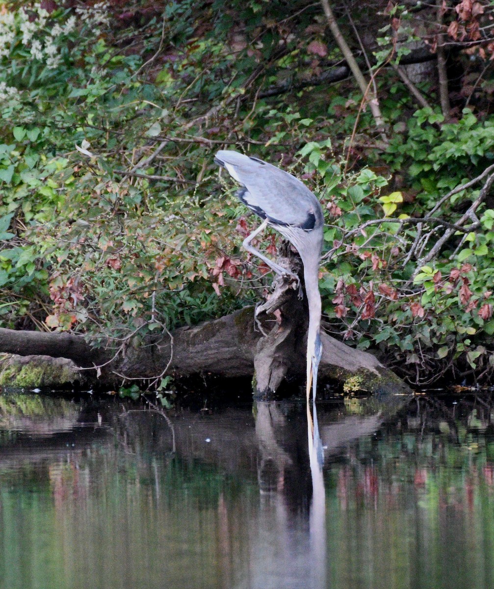 Great Blue Heron - ML642387972