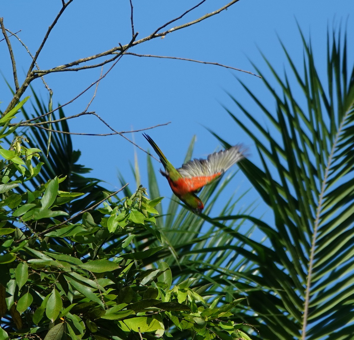 Golden-capped Parakeet - ML642387973