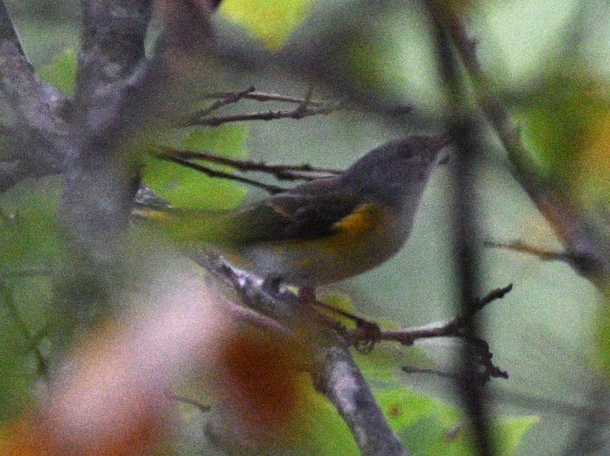 American Redstart - ML642387974