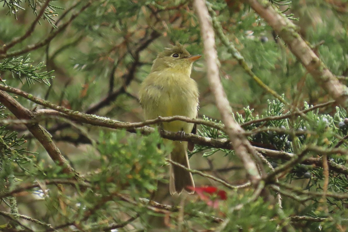 Mosquero Ventriamarillo - ML642387979