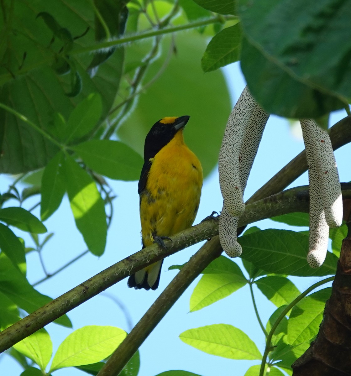 Violaceous Euphonia - ML642387984