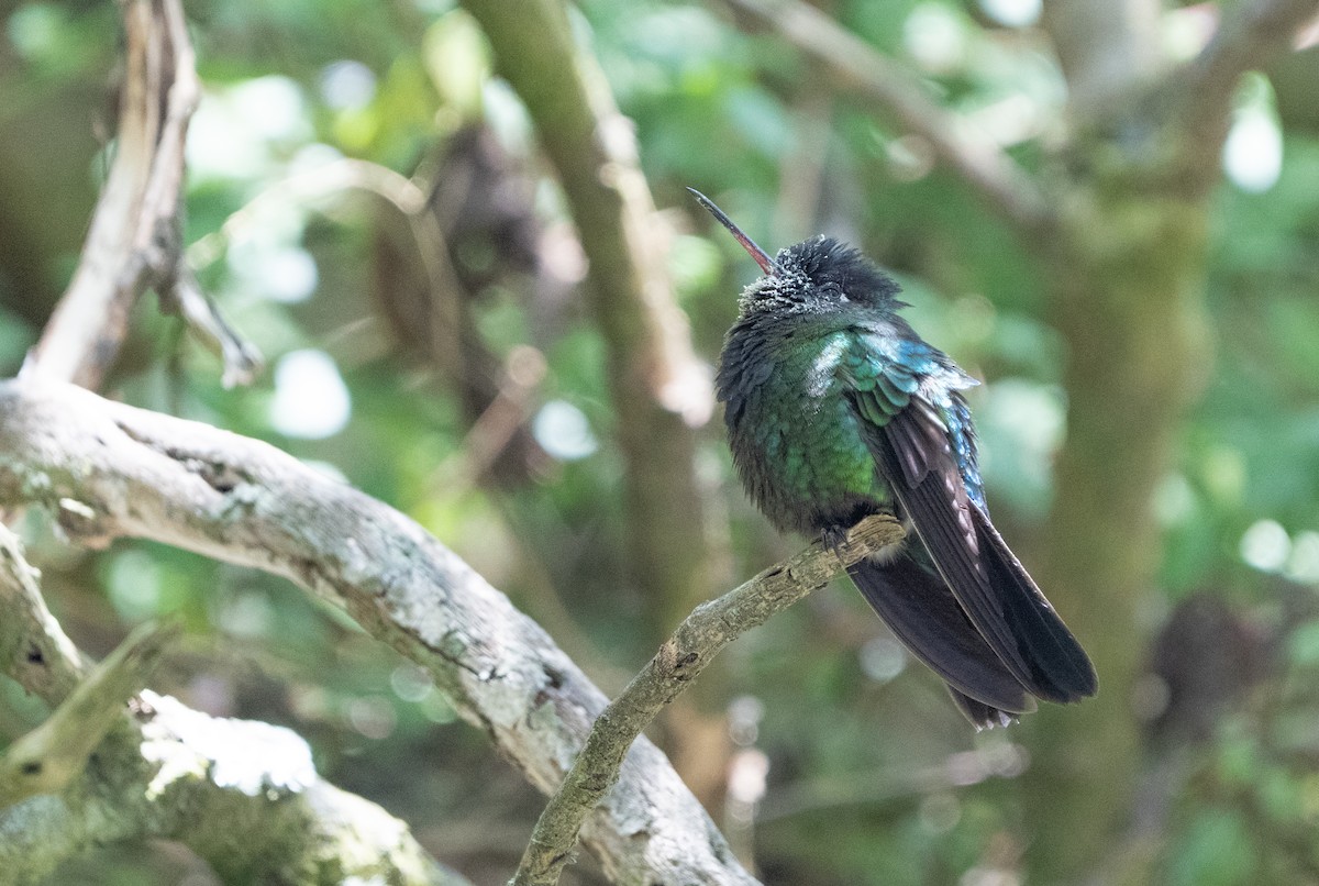Fiery-throated Hummingbird - ML642387989