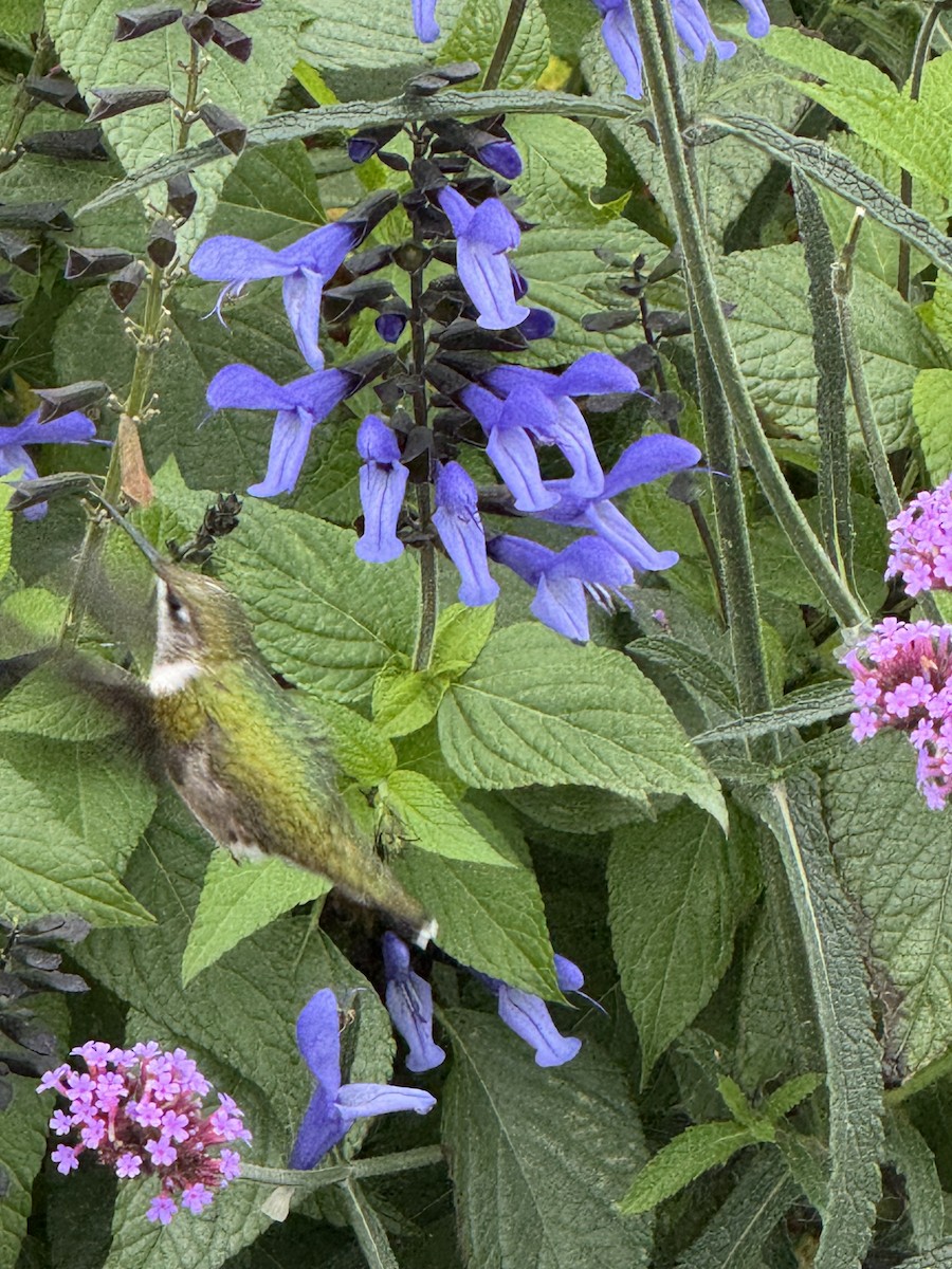 Ruby-throated Hummingbird - ML642388036