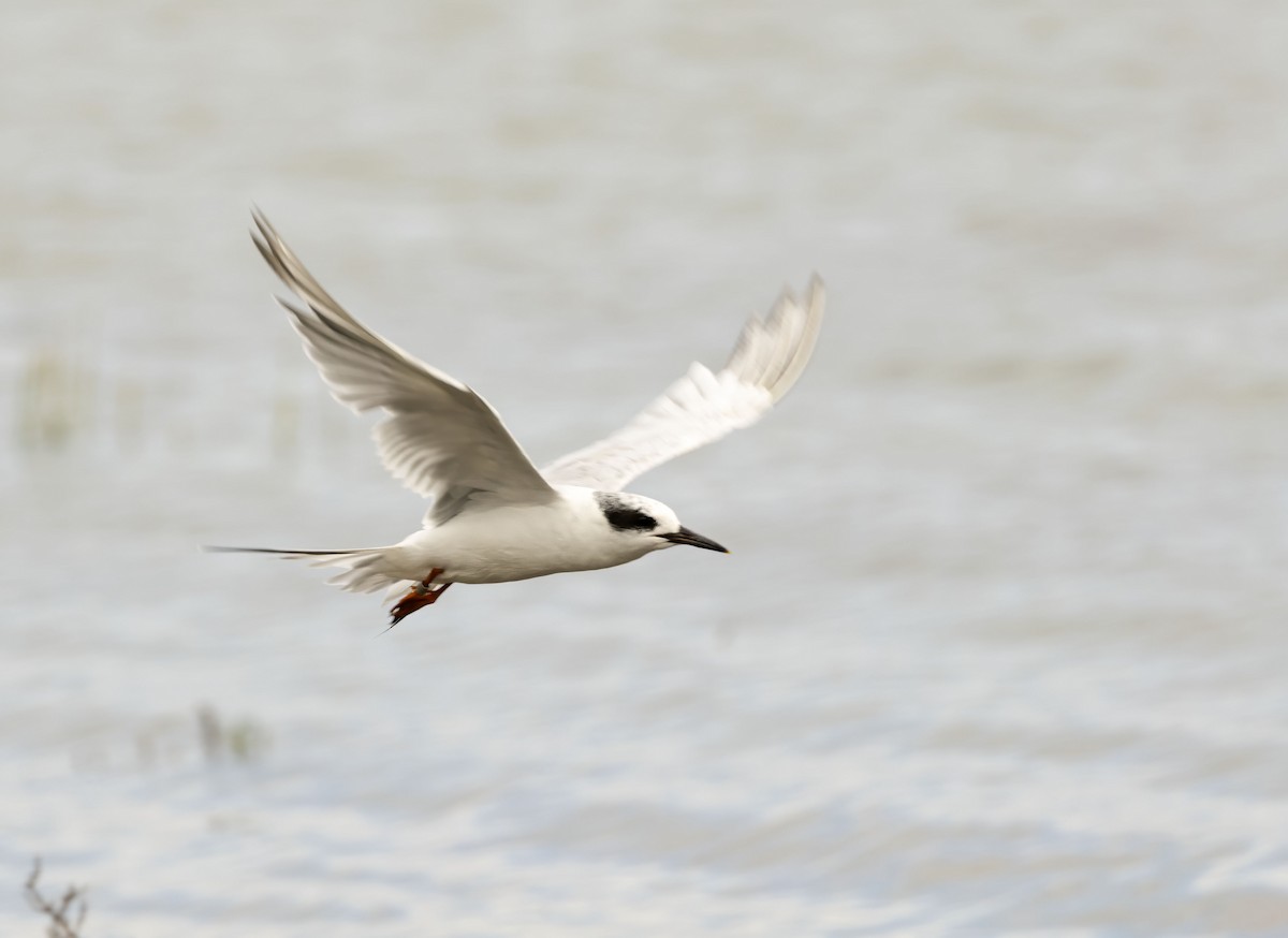 Forster's Tern - ML642388043