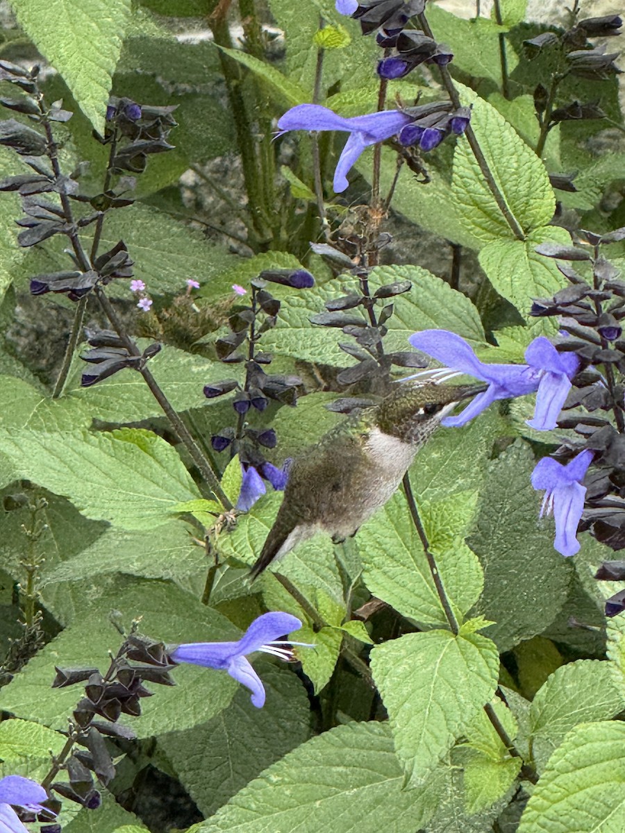Ruby-throated Hummingbird - ML642388046