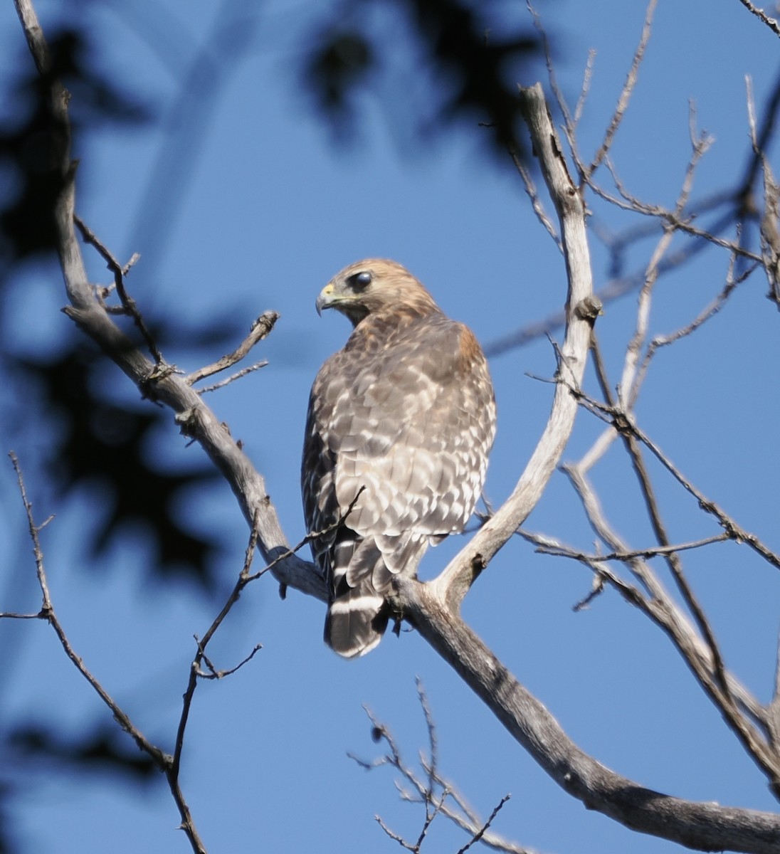 Red-shouldered Hawk - ML642388057