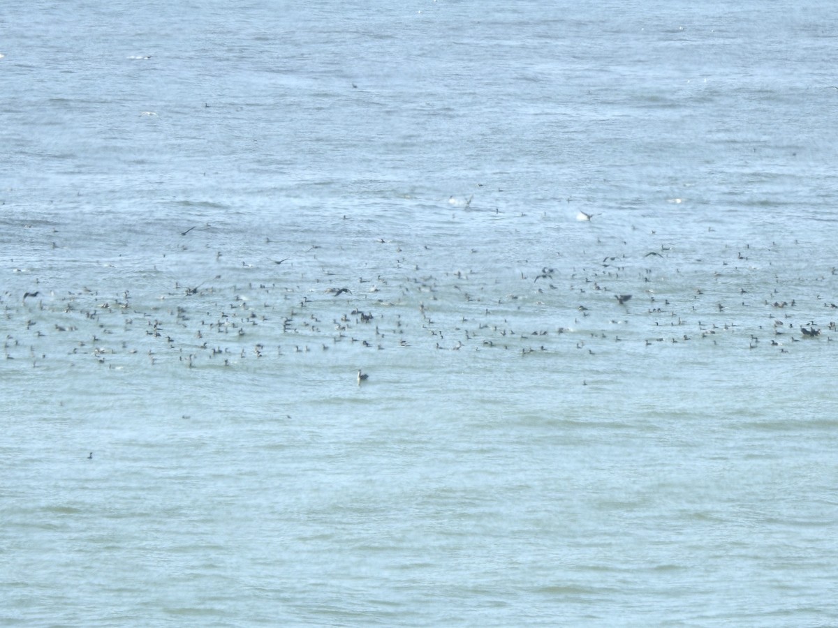 Brandt's Cormorant - ML642388074