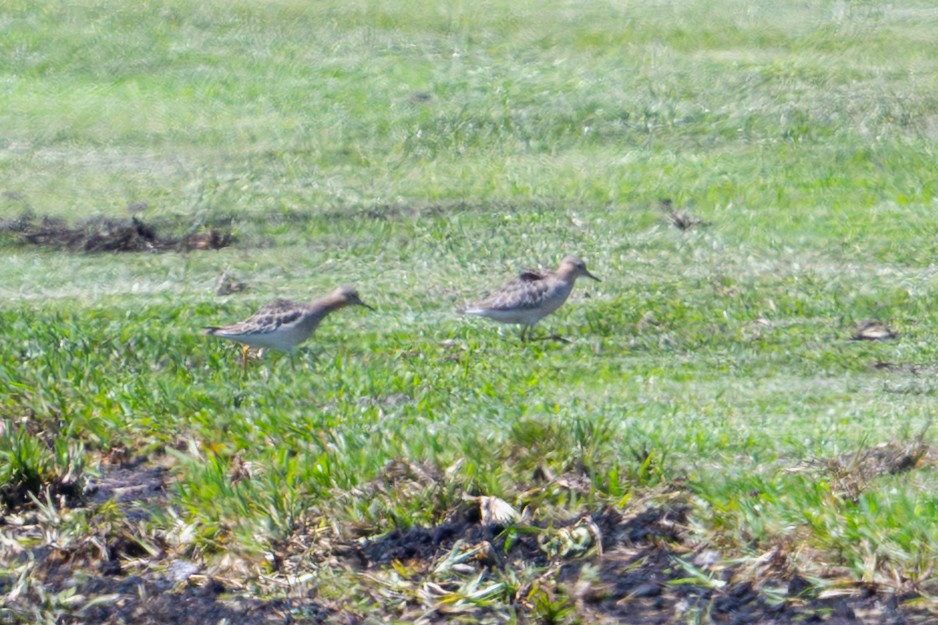 Buff-breasted Sandpiper - ML642388089