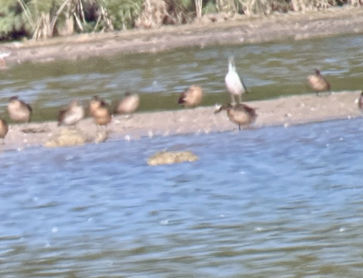 Garganey - ML642388114