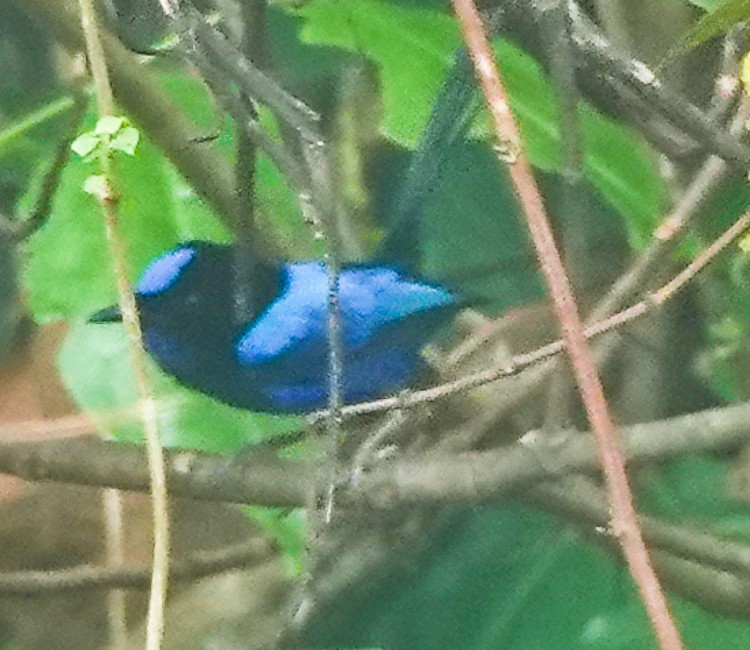 Emperor Fairywren - ML642388116