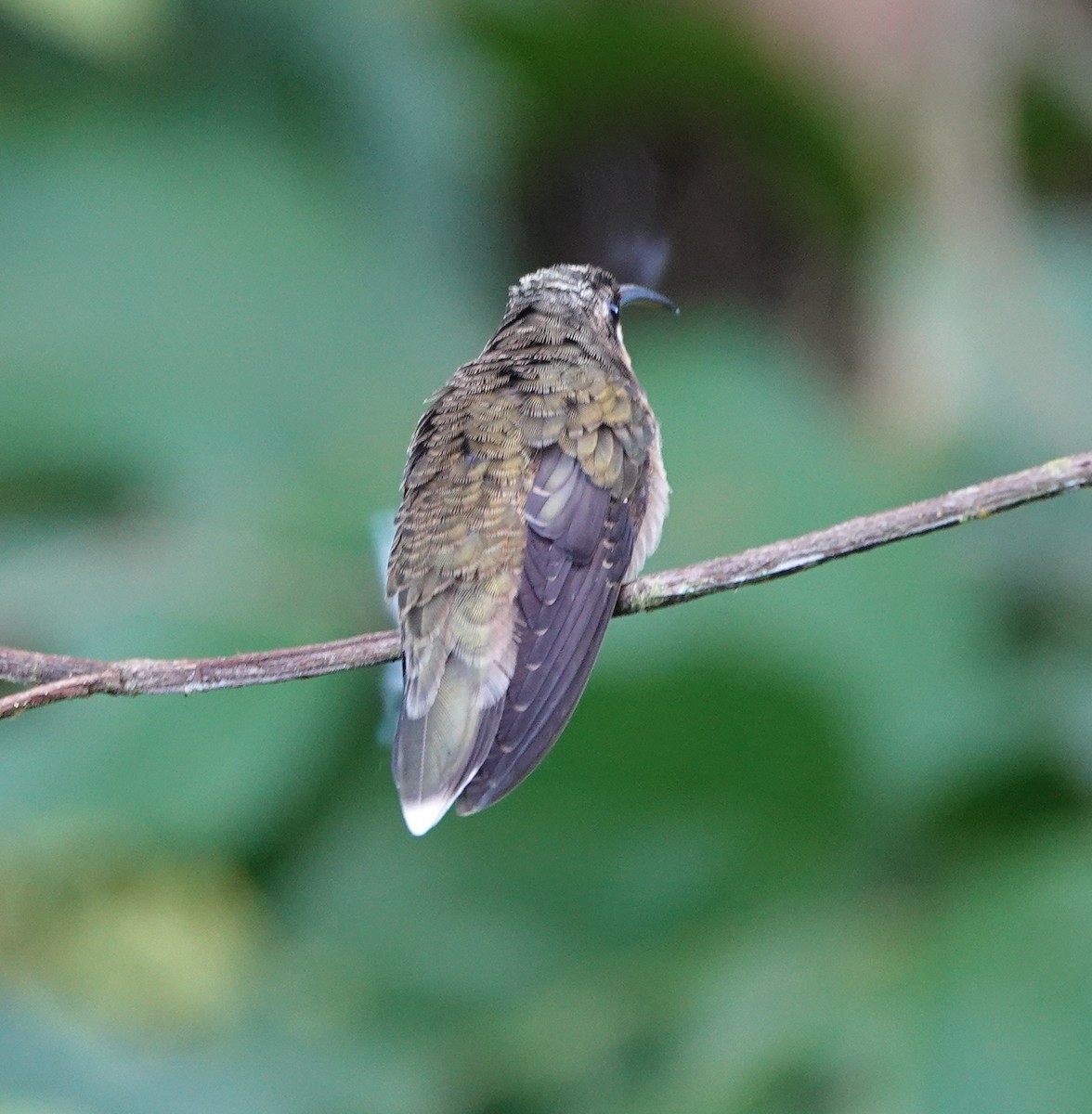 Rufous-breasted Hermit - ML642388117