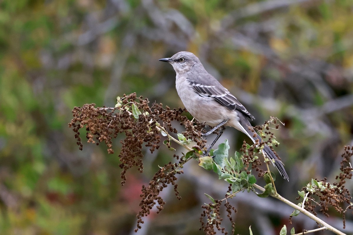 Northern Mockingbird - ML642388123