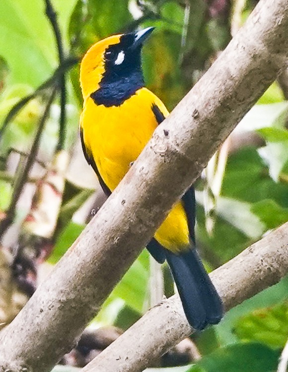 Golden Monarch - ML642388127