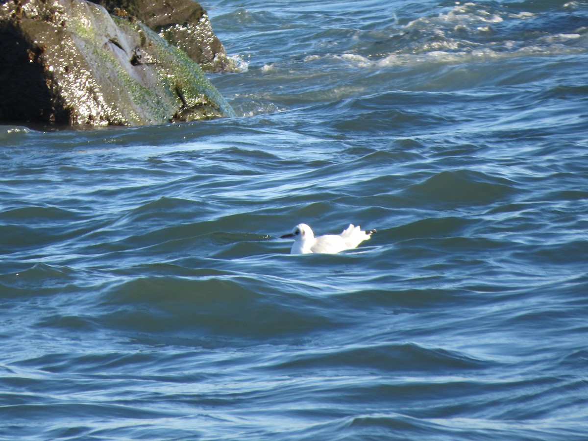 ユリカモメ - ML642388133