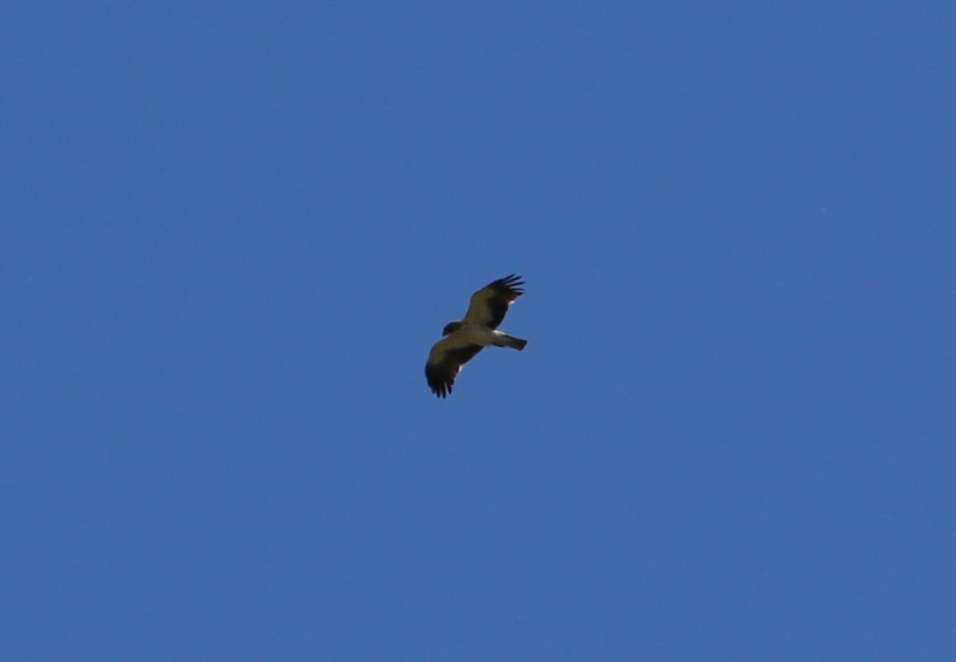 Águila Calzada - ML642388135