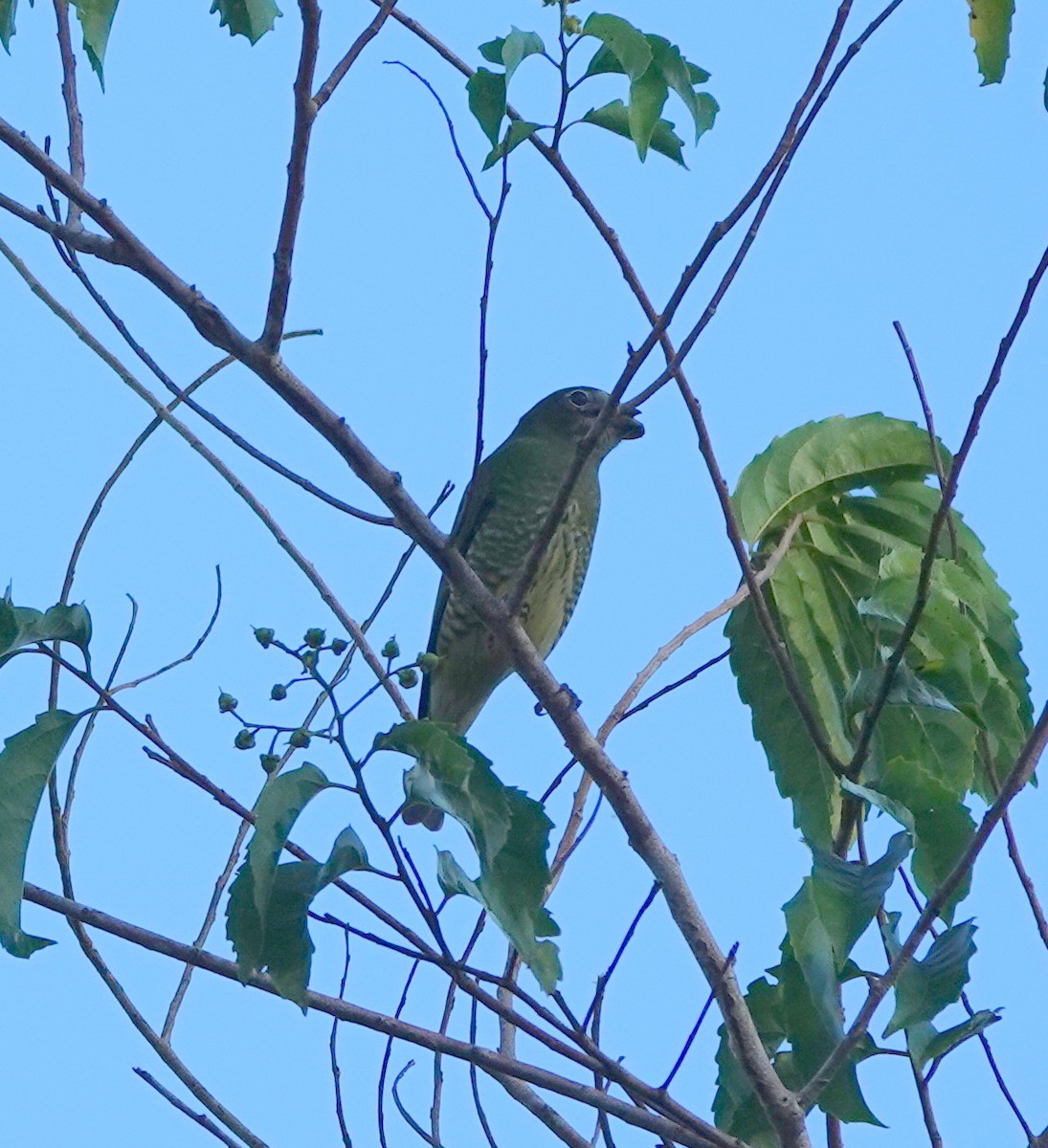 Tangara Golondrina - ML642388138