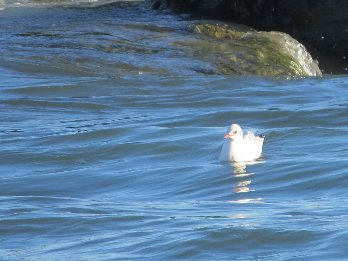 Gaviota Reidora - ML642388141