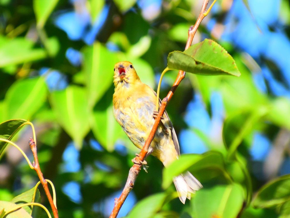 American Goldfinch - ML642388153