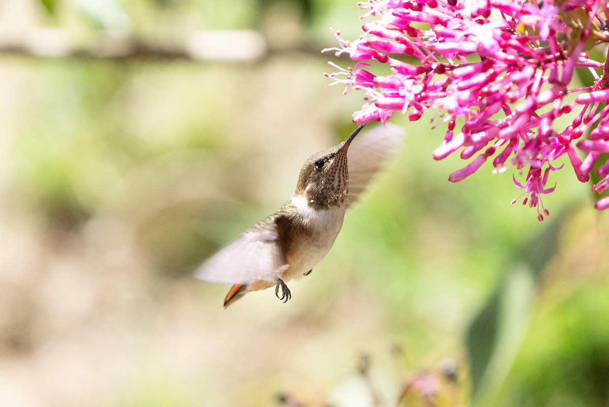 Colibrí Volcanero - ML642388157