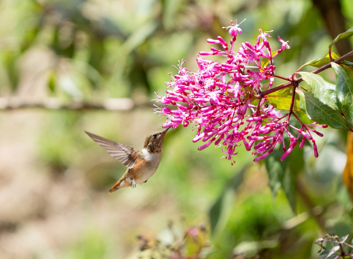 Colibrí Volcanero - ML642388160