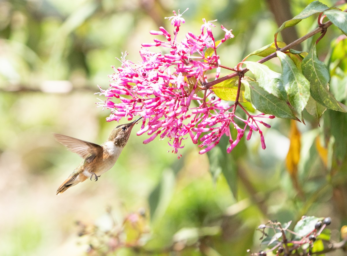 Colibrí Volcanero - ML642388161