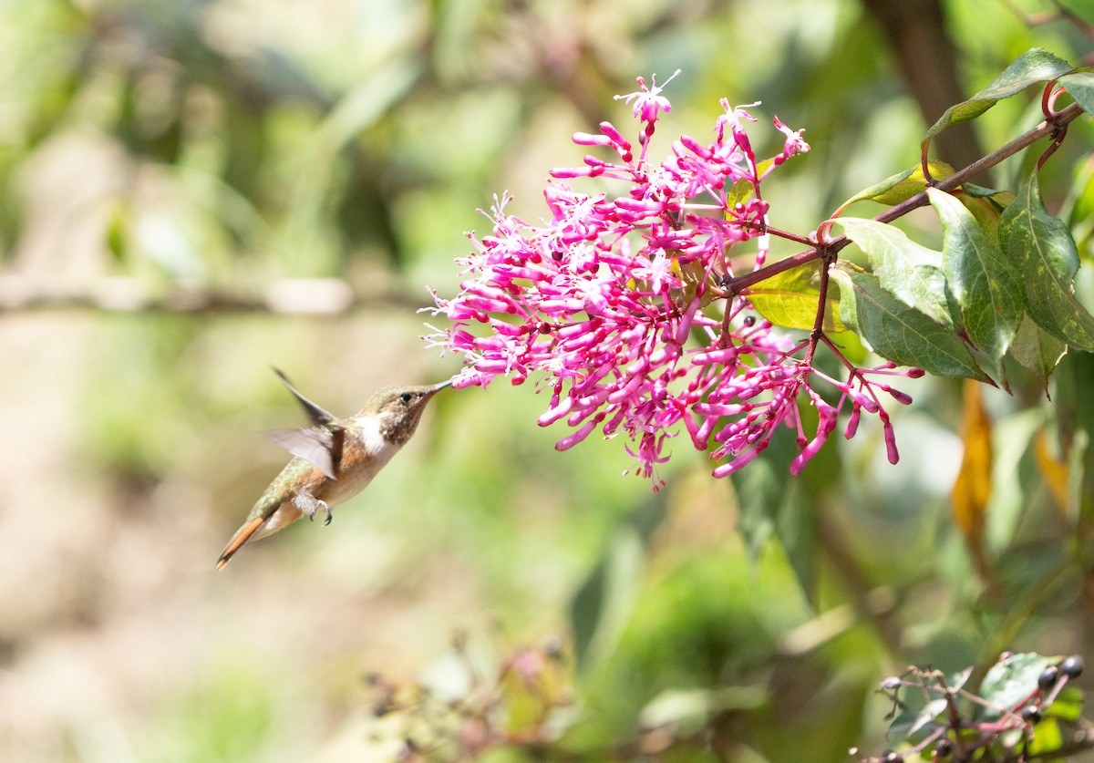 Colibrí Volcanero - ML642388162