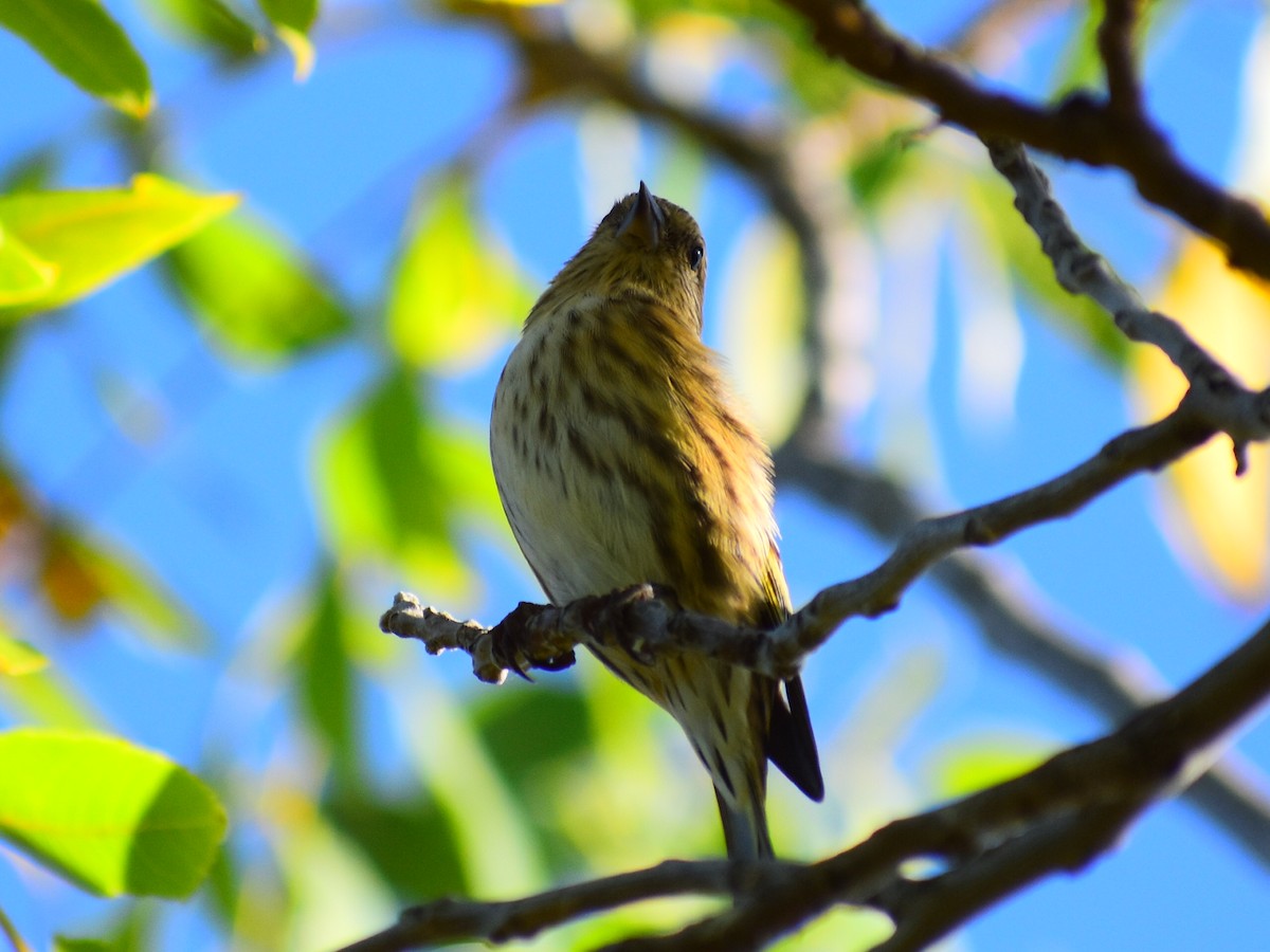 Pine Siskin - ML642388166