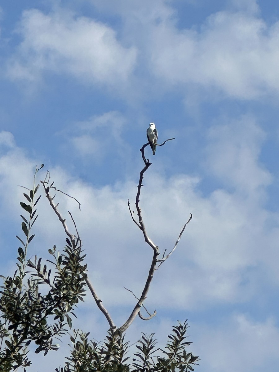 White-tailed Kite - ML642388186