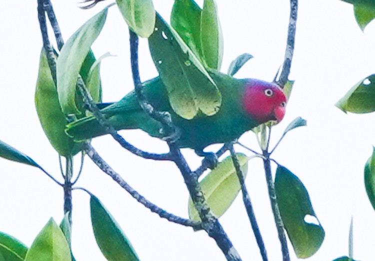 Red-cheeked Parrot - ML642388196