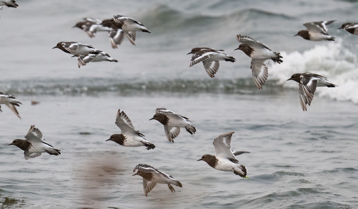 Black Turnstone - ML642388210